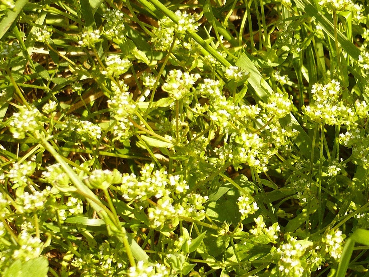 Valerianella locusta (Caprifoliaceae)